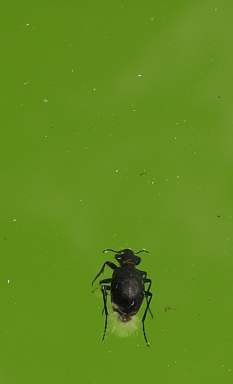 PICT1772 small beetle in green pool.jpg - 93767 Bytes